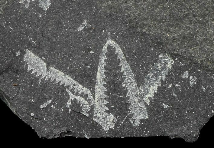 Fossil Graptolites (Didymograptus) - Great Britain #68004